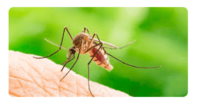 Mosquito Control in Altona
