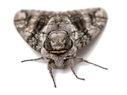 professional experts  moth control
